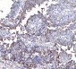 Anti-CD55 Antibody Picoband™ (monoclonal, 5B9E1)